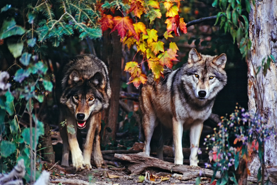 The Vital Role of Wolves in Maintaining Ecosystem Balance