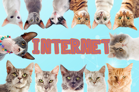 The Cat Chronicles: From Grumpy Cat to Internet Sensations.