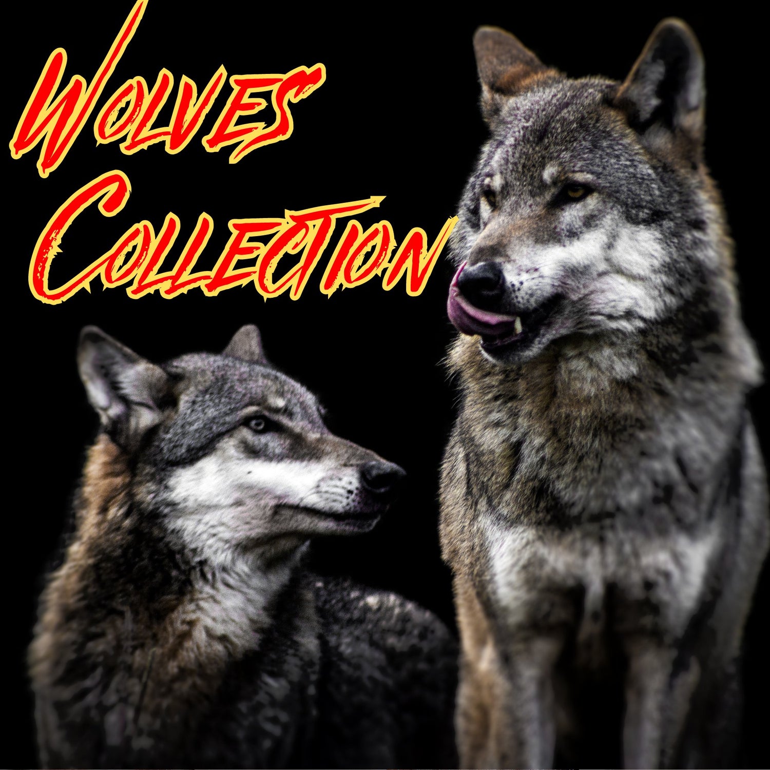 wolves collection, wolves, wolf, wolf t-shirts, t-shirts, wall art, and more